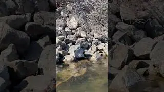 Fellow Fisherman | Mink at the Water’s Edge