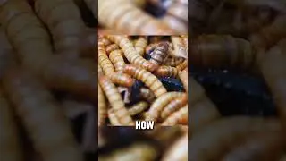 1000 Mealworms VS Dead Scorpion #shorts