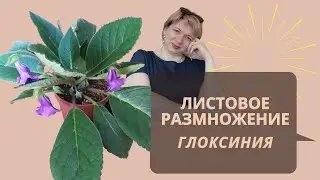 КАК РАЗМНОЖИТЬ ГЛОКСИНИЮ ЛИСТОМ | Листовое размножение Глоксинии