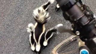 Cyclist Meets Family of Skunks