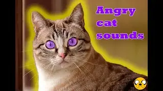 Angry cat sounds