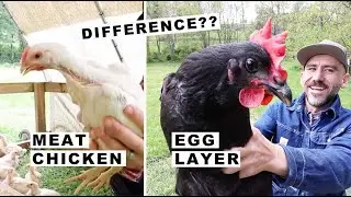 Whats the difference? Egg Layer & Meat CHICKEN