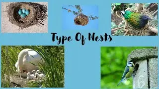 Different type of Nests for Kids