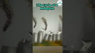 Life Cycle of A #Mosquito || #Shorts || Infinity Learn NEET