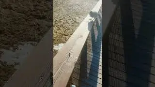 ореховая принцесса
