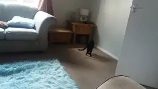 Kali the Kitten, The Only Cat I Know That Plays Fetch.
