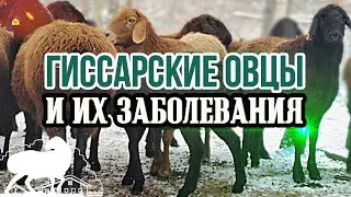 Гиссарские овцы и их заболевания