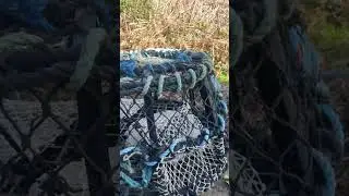 Will it Catch some big Lobsters ??? 