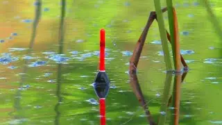 🐟 КРУПНИЙ КАРАСЬ з БОЛОТА. 🎣Рибалка на Поплавок. Ловля карася в липні. Риболовля.