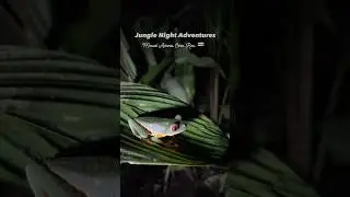 Jungle Night Tour Costa Rica