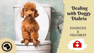 Dealing with Doggy Diahria; My Dog Won't Stop Pooping | DOG HEALTH 🐶 