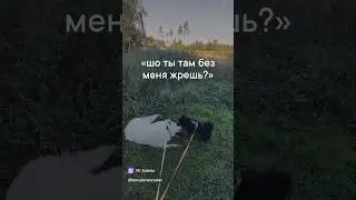 «Что ты там без меня жриешь?» Шипперке Люсик ревнует БШО Линду к траве. 