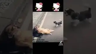 Кот пофигист, прикол