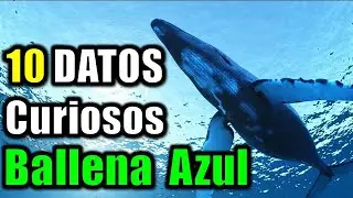 10 Datos curiosos de la Ballena Azul - El animal más grande del Planeta