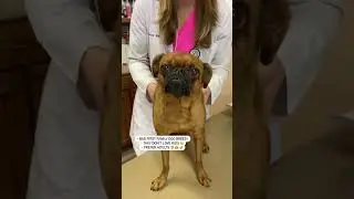 Brussels Griffons DON’T always like Kids! 👩‍⚕️ #brusselgriffons #drlindsaybutzer #veterinarian #dogs