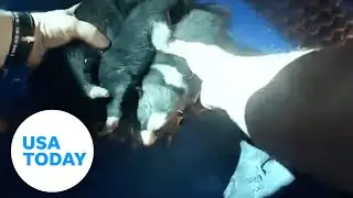 Officers save puppies trapped in burning Arizona home | USA TODAY