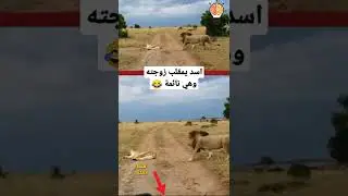 اسد يمقلب زوجته اللبؤه وهي نائمة #shorts