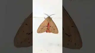 Amazing Moth - insect #shorts #ytshorts #youtubeshorts #bug #insects #pest #asmr