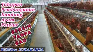 KANDANG AYAM PETELUR | SEMI MODERN