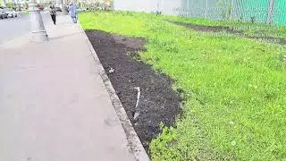 г. Москва, улица Недорубова, д. 4. Газон. 22.05.2023г.