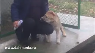 Саги дахмарда, дочка рыжего растёт