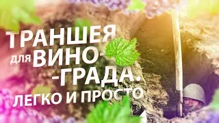 ТРАНШЕЯ ДЛЯ ВИНОГРАДА В СИБИРИ. ГЛУБИНА. ВЫСОТА. РАССТОЯНИЕ