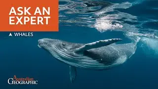 Everything You've Ever Wanted to Know About Whales!