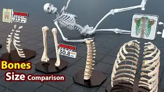 Human Bones Size Comparison | 3D