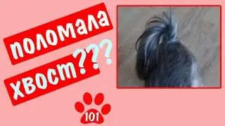 УПЛОТНЕНИЕ НА ХВОСТЕ СОБАКИ. Перелом? Реагируем, наблюдаем, лечим.