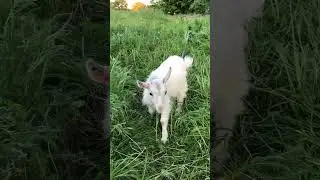 Маюшка готовится ко сну #еда #cute #animals #вкусно #farming #пп #огород #рецепты #food