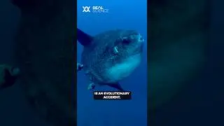 Is the ocean sunfish the worst animal?