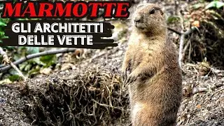 🌍Le Marmotte, custodi silenziosi delle vette e geniali architetti della Natura!