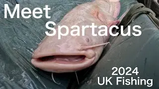White Catfish caught in UK close up #catfishing #fishing