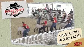 2024 Shelby County Fair - 4H Sheep & Goats Show