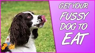 How to Get a Fussy Dog to Eat (top tips for picky dogs!)