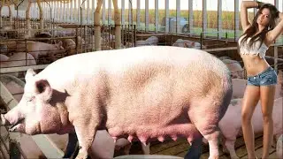 Make Your Pigs Grow Faster with This 3-Step Formula