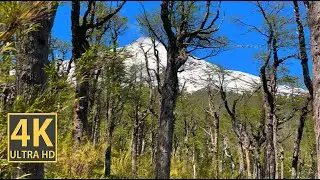 Volcanic Mountain Vibes Forest Nature Walk 4K (With Ambient Nature Sounds And Music)