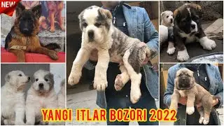 Янги итлар бозори | Online Itlar bozori 2022 17.01.22