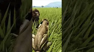 Lions vs Hyena | Wild Savannah Roblox