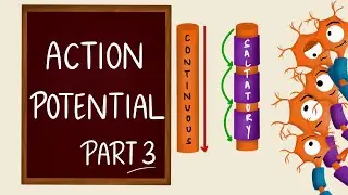 Conduction of nerve impulse | Action Potential Propagation | Saltatory Conduction | Nerve Physiology