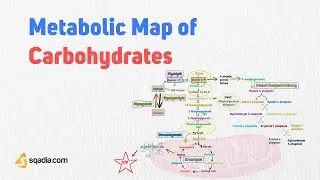 Metabolic Map of Carbohydrates | Glycolysis, Gluconeogenesis and Glycogenesis Biochemistry