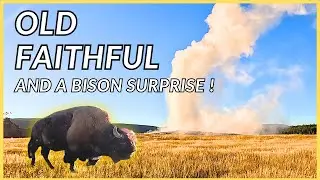 OLD FAITHFUL AND A BISON! | YELLOWSTONE NATIONAL PARK