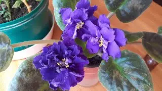 Купили новые узамбарские фиалки. Снова заводим коллекцию?