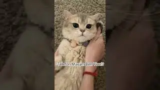 Kedi Videoları#37