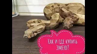 Как и где купить змею!