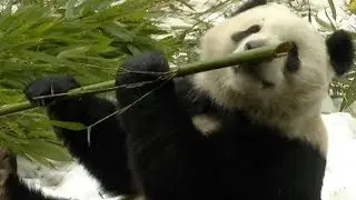 Giant pandas enjoy snow in SW China