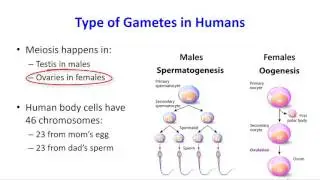 Gametes & Reproduction