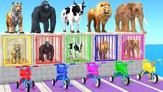 Long Slide Game with Elephant Gorilla Hippopotamus Tiger - 3d animal cage game - funny 3d animals