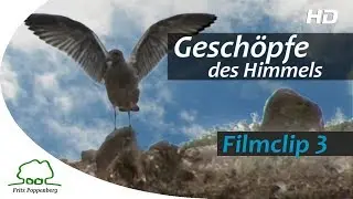 GESCHÖPFE DES HIMMELS - Filmclip 3 - 