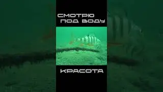 Окунь под водой  #рыбалка #зимняя #подводой #окунь #щука #балансир #мормышка